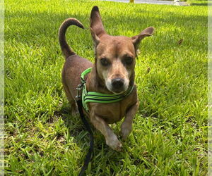 Dachshund Dogs for adoption in Weston, FL, USA