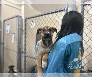 Rhodesian Ridgeback-Unknown Mix Dogs for adoption in Raleigh, NC, USA