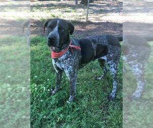 German Shorthaired Lab Dogs for adoption in Temple, GA, USA