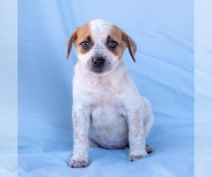Chihuahua-Unknown Mix Dogs for adoption in San Diego, CA, USA
