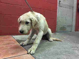 Labrador Retriever Dogs for adoption in Downey, CA, USA