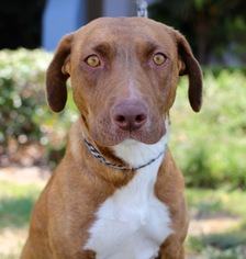 Labralas Dogs for adoption in El Cajon, CA, USA