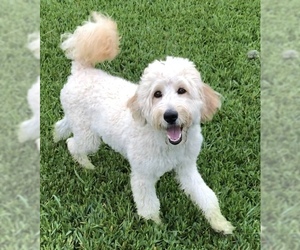 Labradoodle Dogs for adoption in Weston, FL, USA