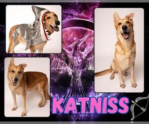 German Shepherd Dog-Unknown Mix Dogs for adoption in Pearland, TX, USA