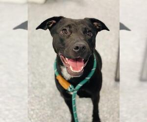 Labrador Retriever-Unknown Mix Dogs for adoption in Westminster, MD, USA