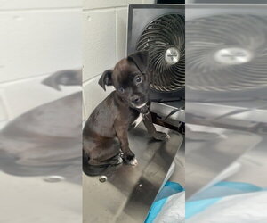 Boston Terrier Dogs for adoption in San Bernardino, CA, USA
