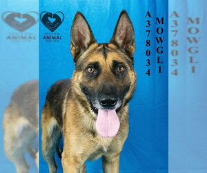 German Shepherd Dog-Unknown Mix Dogs for adoption in Stockton, CA, USA