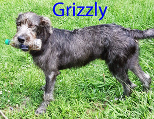 Irish Wolfhound Dogs for adoption in Griffin, GA, USA