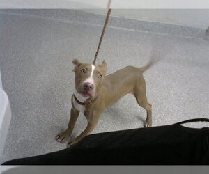 American Pit Bull Terrier-Unknown Mix Dogs for adoption in Pasadena, TX, USA