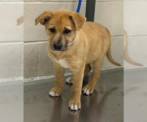 American Pit Bull Terrier-German Shepherd Dog Mix Dogs for adoption in Conroe, TX, USA