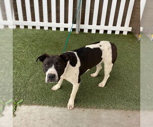 American Pit Bull Terrier Dogs for adoption in Modesto, CA, USA