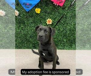 Labrador Retriever-Unknown Mix Dogs for adoption in Grasswood, Saskatchewan, Canada