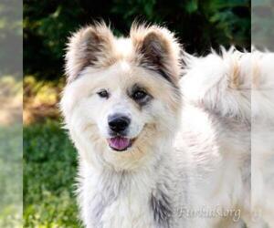 Akita Dogs for adoption in Cumming, GA, USA