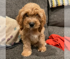 Cavapoo Dogs for adoption in Brooklyn Center, MN, USA