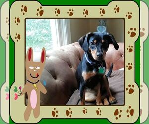 Dachshund-Unknown Mix Dogs for adoption in Genoa City, WI, USA