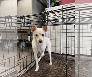 Cairn Terrier-Unknown Mix Dogs for adoption in Tampa, FL, USA