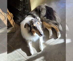 Collie Dogs for adoption in Pueblo West, CO, USA