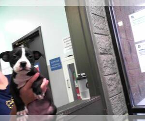 American Pit Bull Terrier-Unknown Mix Dogs for adoption in Tulsa, OK, USA
