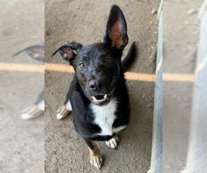 Mutt Dogs for adoption in Riverside, CA, USA