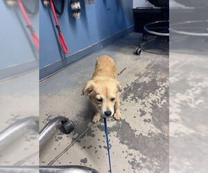Chihuahua-Unknown Mix Dogs for adoption in Tallahassee, FL, USA