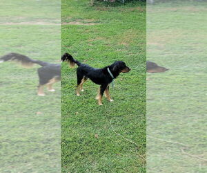 Australian Retriever Dogs for adoption in Aurora, IN, USA