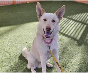 German Shepherd Dog-Unknown Mix Dogs for adoption in Las Vegas, NV, USA