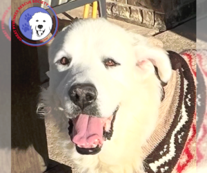 Great Pyrenees Dogs for adoption in Spring, TX, USA
