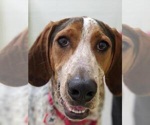 Treeing Walker Coonhound Dogs for adoption in Alexandria, VA, USA
