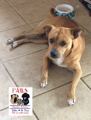 Shiba Inu Dogs for adoption in Killeen, TX, USA