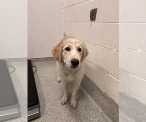 Great Pyrenees-Unknown Mix Dogs for adoption in Fort Collins, CO, USA