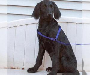 German Shorthaired Pointer Dogs for adoption in Madison, WI, USA