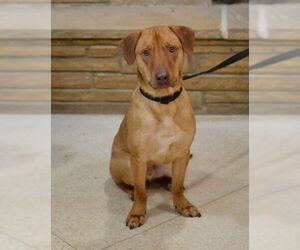 Labrador Retriever-Unknown Mix Dogs for adoption in Enfield, CT, USA