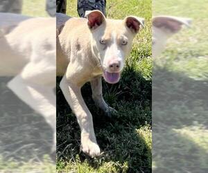 American Pit Bull Terrier Dogs for adoption in Augusta, GA, USA