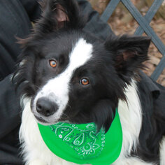 Border Collie Dogs for adoption in Garfield Heights, OH, USA
