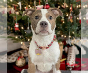 American Staffordshire Terrier-Unknown Mix Dogs for adoption in Plymouth, MN, USA