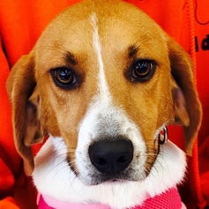 Medium Photo #1 Beagle Puppy For Sale in Fairfax, VA, USA