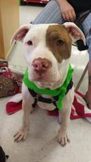 American Staffordshire Terrier Dogs for adoption in bloomington, IL, USA
