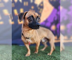 Chiweenie Dogs for adoption in Phoenix, AZ, USA