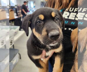 Huskies -Unknown Mix Dogs for adoption in Princeton, MN, USA