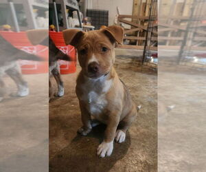 Mutt Dogs for adoption in Candler, NC, USA