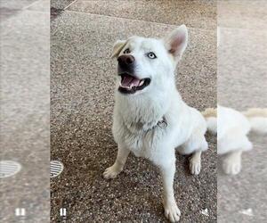 Huskies -Unknown Mix Dogs for adoption in Conroe, TX, USA