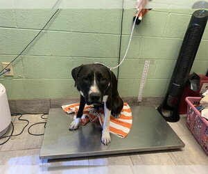 American Staffordshire Terrier-Unknown Mix Dogs for adoption in Grand Prairie, TX, USA