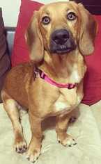 Basset Hound Dogs for adoption in Boston, MA, USA