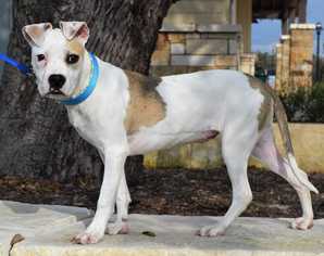 Bullboxer Pit Dogs for adoption in Dallas, TX, USA