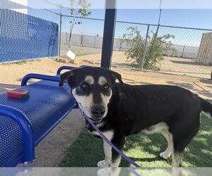 German Shepherd Dog-Unknown Mix Dogs for adoption in HESPERIA, CA, USA