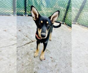 Mutt Dogs for adoption in Santa Barbara, CA, USA