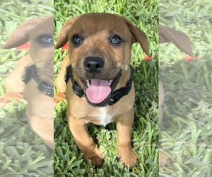 Chihuahua-Unknown Mix Dogs for adoption in Royal Palm Beach, FL, USA