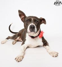 Medium Photo #1 American Staffordshire Terrier-Unknown Mix Puppy For Sale in Jefferson, LA, USA