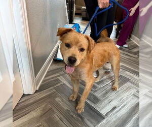 Labrador Retriever-Unknown Mix Dogs for adoption in The Woodlands, TX, USA