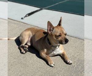 Chiweenie Dogs for adoption in New Oxford , PA, USA